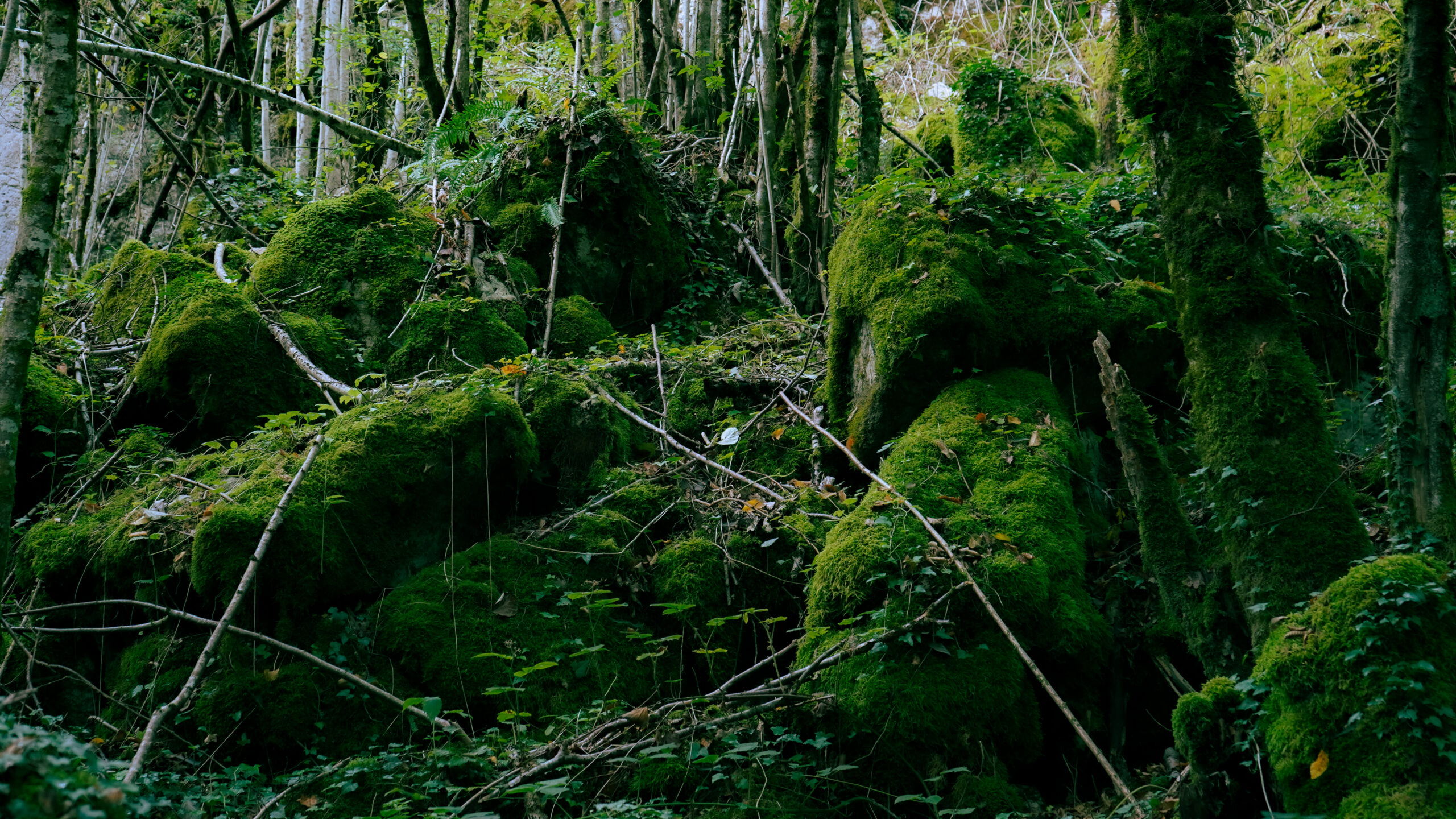 Rara Blue background